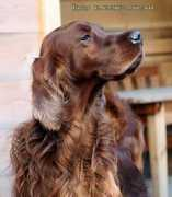 irishsetters.ning.com Leoner