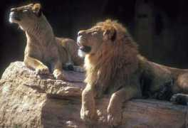 Leones