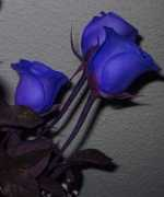 wayn.com Leonila