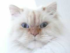 Leonn