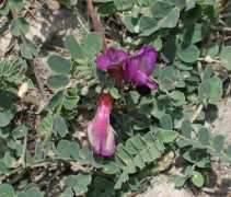 flogaus-faust.de Leontinus