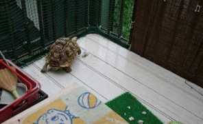 takasick.com Leopad