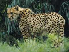 Leopar