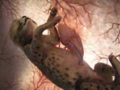 Leopardo