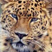 Leopards