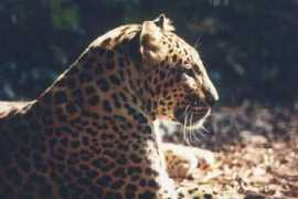 Leopards