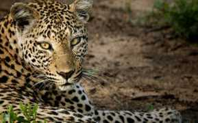 Leopardy