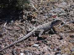 nwbirding.com Leopord