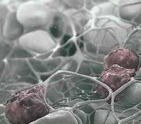 scientificanimations.com Leornado