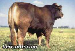 berrantegenetica.com.br Leovaldo