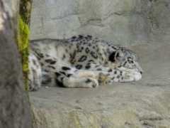 Lepard