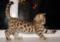 Lepard