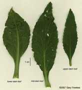 uwgb.edu Leplat