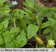 atlas-roslin.pl Lepnik