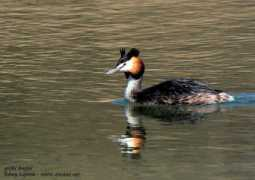 alr.pur.oiseaux.net Lepron