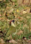 alr.pur.oiseaux.net Lepron