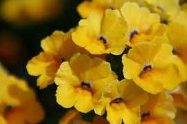 nuotraukos.n3po.com Lepsis