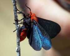 bugguide.net Lerina