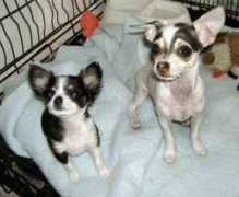 gotpetsonline.com Lerissa