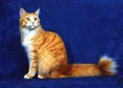rumfordmainecoons.com Lerita