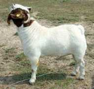 showmeatgoats.com Lerob