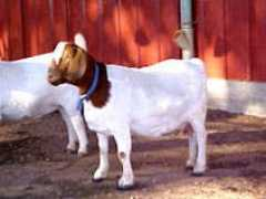 showmeatgoats.com Lerob