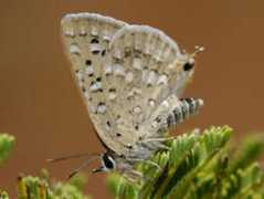biodiversityexplorer.org Leroma