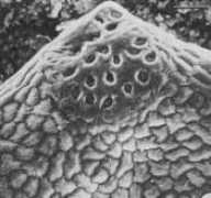 biologia.edu.ar Lersten