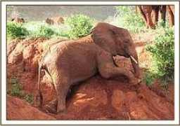 sheldrickwildlifetrust.org Lesanu