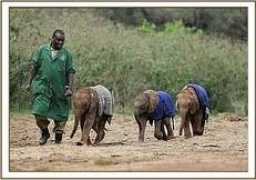 sheldrickwildlifetrust.org Lesanu