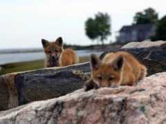 animals.nationalgeographic.com.au Leshane