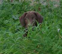 labradors.org Lesimple