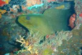 divetech.ca Lesleen