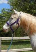 blazesequinerescue.com Lesliet