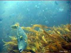 marinenz.org.nz Lesonia