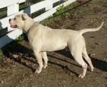 boydsbulldogs.com Lestat