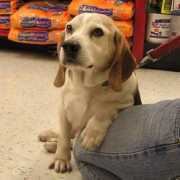 nittanybeaglerescue.org Lester