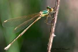Lestes