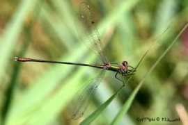 Lestes