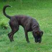 boxerboxer.se Letar