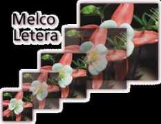 melco.ru Letera