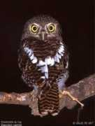 oiseaux.net Lethaba