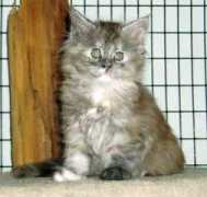 gotcatsonline.com Letika