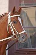 astrid-ue.de Letinia