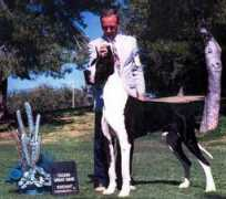 ttsgreatdanes.com Letrick