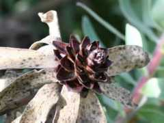 botanic.jp Leutin
