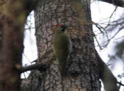 worldbirds.eu Levail