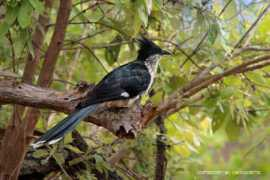 mc.orosquette.oiseaux.net Levaillant