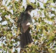 birdfinders.co.uk Levaillant