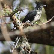 biodiversityexplorer.org Levaillant